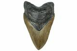 Serrated, Fossil Megalodon Tooth - North Carolina #319896-1
